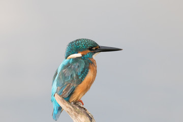Fototapeta premium Kingfisher