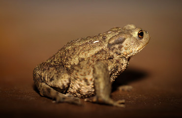 Unke, Kröte auf Holz 