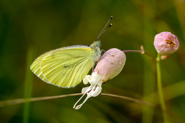 Löwenmaul auf Blüte