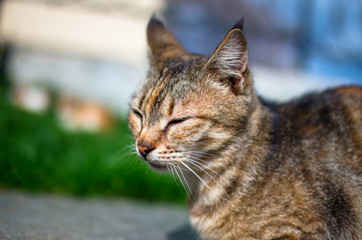 A gray cat is sitting on the grass in the street and frowns in the sun.