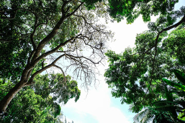 The top view of sky and tree