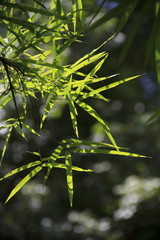 bamboo leaves