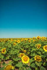 Obraz premium Field of sunflowers on a bright sunny day under a blue sky.