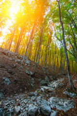 Sunset amidst an old beech forest in a mountain gorge.