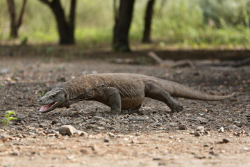 Gigantic komodo dragon in the beautiful nature habitat on a small island in Indonesian sea, Varanus komodoensis, very dangereous wild animals, prehistoric creatures on forgotten place on the earth.