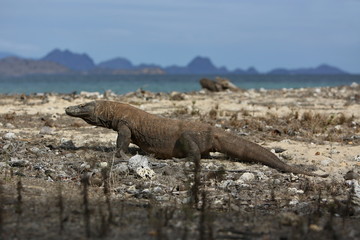 Gigantic komodo dragon in the beautiful nature habitat on a small island in Indonesian sea, Varanus komodoensis, very dangereous wild animals, prehistoric creatures on forgotten place on the earth.