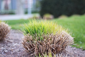 gras