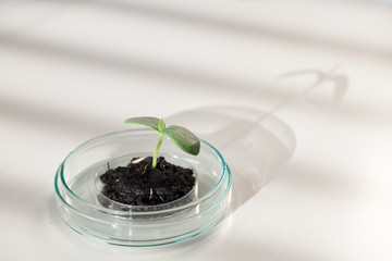 Young  green plant on petri dish in genetic laboratory