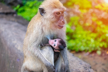 Baby monkey suck up milk from mother monkey breast