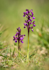 Closeup of a wild orchid in a meadow