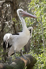 pelican