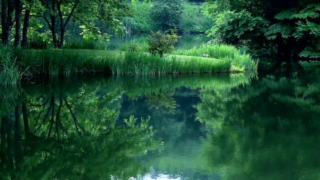 Green Forest　林に囲まれた静かな池の水面に映りこむ樹々の緑