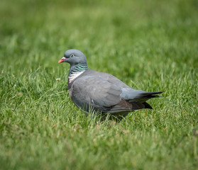 Obraz premium A ring dove sitting in the grass