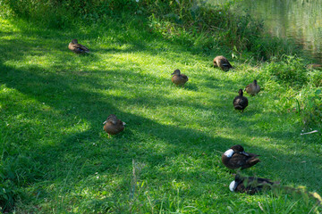 enten auf dem gras