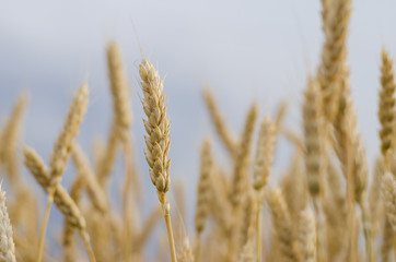 ears of wheat on the field
