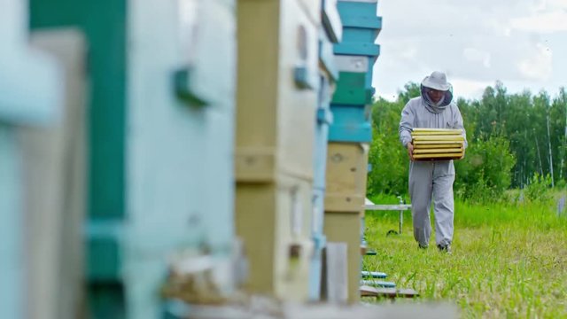 Beekeeper in protective suit walking on bee yard with frames along beehives