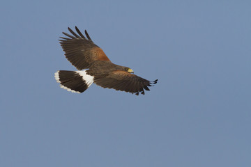 Harris's Hawk in Flight