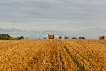 Yellow field with haystacks after the harvest.