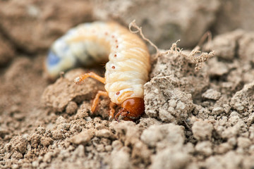 The larvae of the May beetle
Common Cockchafer or May Bug (Melolontha melolontha), larva