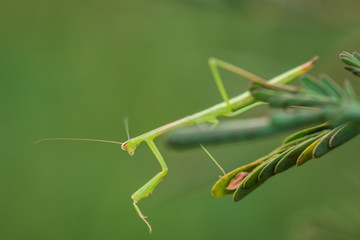 Mantis