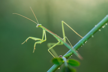 Mantis