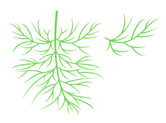 Dill silhouette. Isolated dill on white background