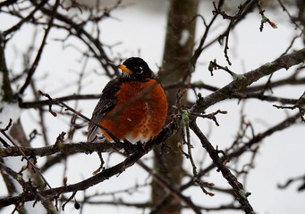 Birds, Robins, Bird Watching, Pretty Birds, Swans