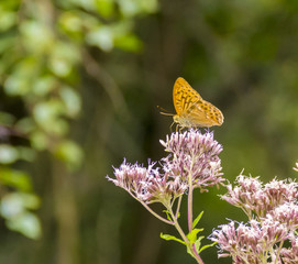 Silver-washed fritillary