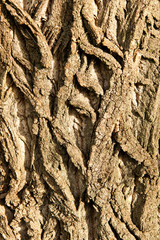 Bark of a poplar tree