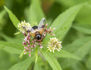 Pellucid Fly on flower