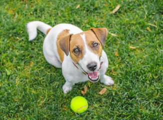 Please, let's play. A cute purebred dog Jack Russell Terrier sitting and asking to play a tennis ball on green lawn outdoor at summer day. Copy-space