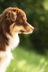 Australian Shepherd red tri