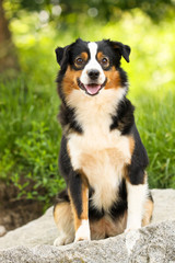Australian Shepherd black tri