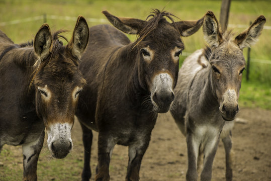 Donkey