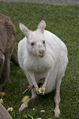 Naklejka na ściany i meble albino kangaroo
