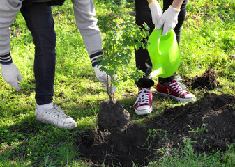 Young volunteers planting tree in park