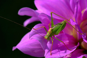 Krum knife grasshopper in colored georgine