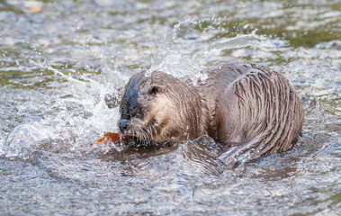 River otters in Yellowstone