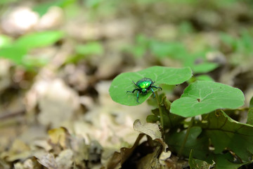 green beetle on the leaf