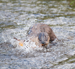 Obraz premium River otters in Yellowstone