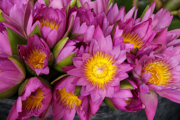 Beautiful Waterlily or lotus  colorful background.