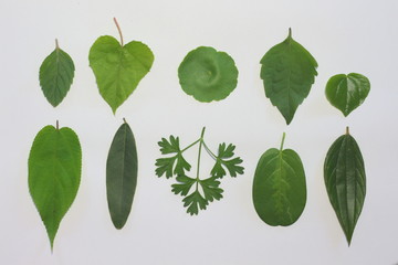 Leaves on a white background.