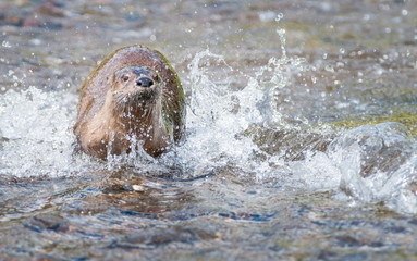 Fototapeta premium River otters in Yellowstone