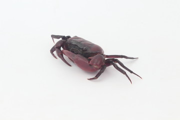 Crabs on a white background.