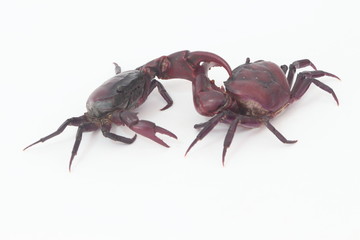 Two crabs on a white background.