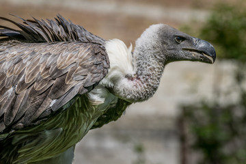 Vulture close up, bird of prey