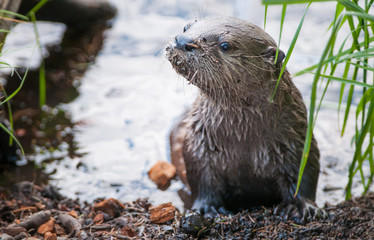 River otters in Yellowstone