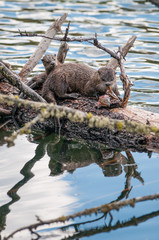 River otters in Yellowstone