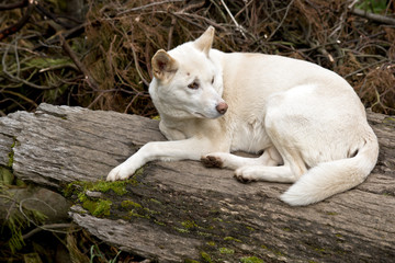 white dingo