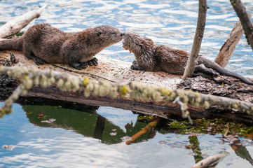 River otters in Yellowstone